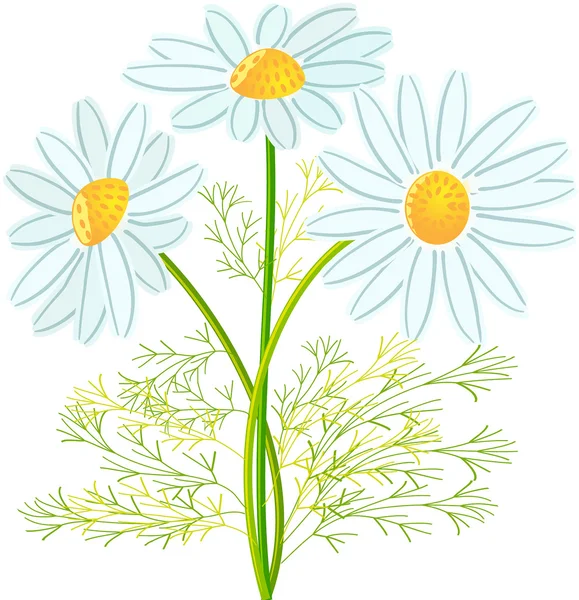 Camomile flowers — Stock Vector