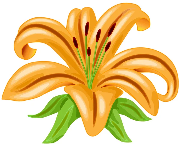 Naranja lirio flor vector — Vector de stock
