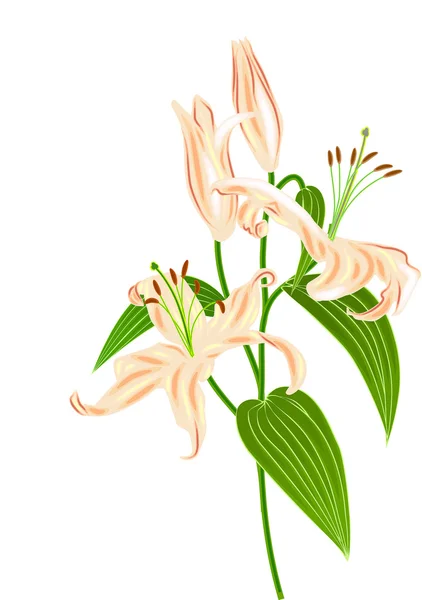 Bouquet de fleurs de lys — Image vectorielle