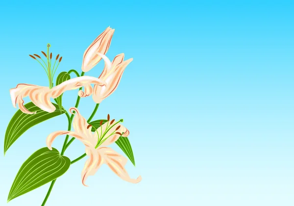 Lily Flower bouket — Stockový vektor