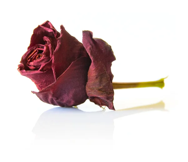 红玫瑰干花 — 图库照片