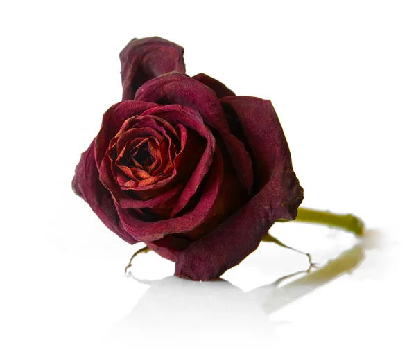 Rosa roja seca flor — Foto de Stock