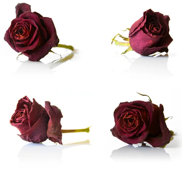 Set de cuatro rosas rojas secas — Foto de Stock