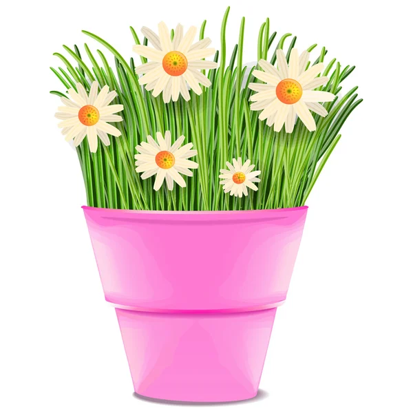 Daisy-rózsaszín — Stock Vector