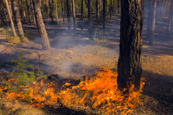 Feuerwehrmann bei Waldbrand in Russland — Stockfoto