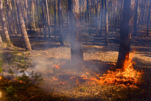 Bombero en incendio forestal en Rusia — Foto de Stock