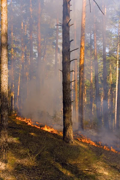 Пожарный в лесном пожаре в России — стоковое фото