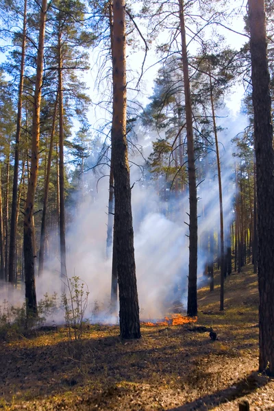 Bombero en incendio forestal en Rusia — Foto de Stock