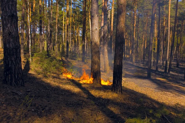 Brandman i skogsbrand i Ryssland — Stockfoto