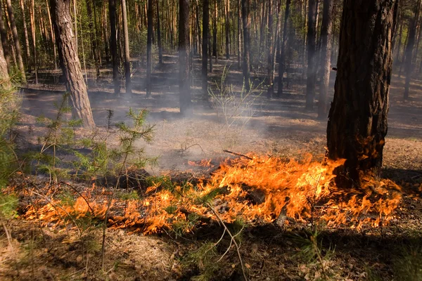 러시아에서 산 불 소방 관 — 스톡 사진