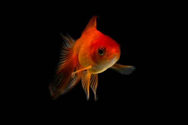 Kultakala — kuvapankkivalokuva