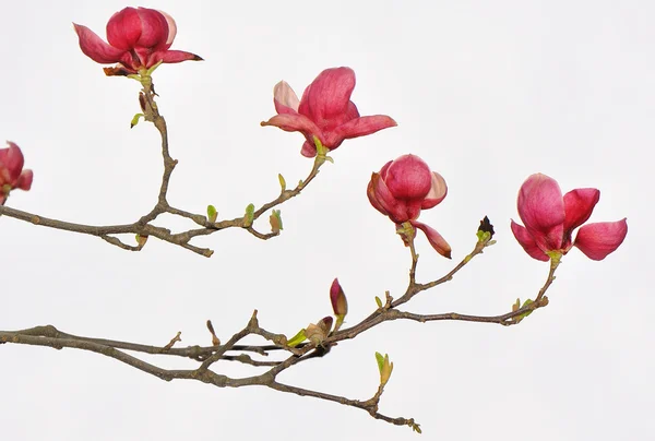 Piros magnolia붉은 목련 — 스톡 사진