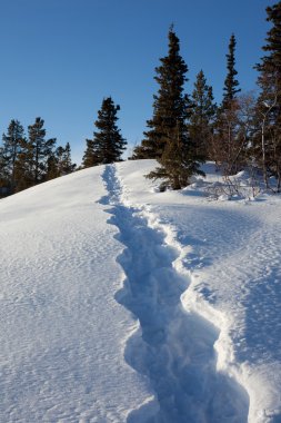 Snowshoe tracks clipart