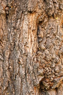 Background of bark of Black Locust clipart