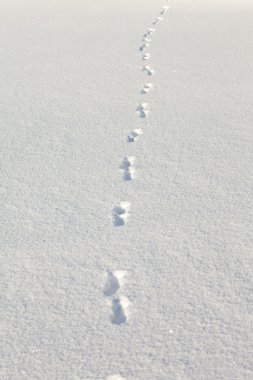 Coyote tracks in the snow clipart