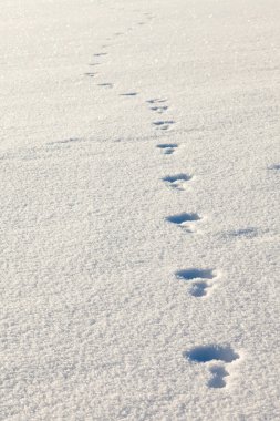 Snowshoe hare tracks in the snow clipart