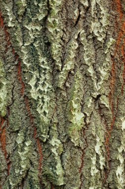 Background of bark of White Poplar clipart