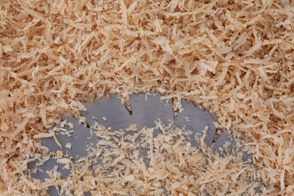 Wood shavings and table saw blade