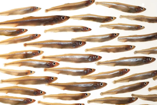 Arrangement of small fish (smelts) 7 — Stock Photo, Image