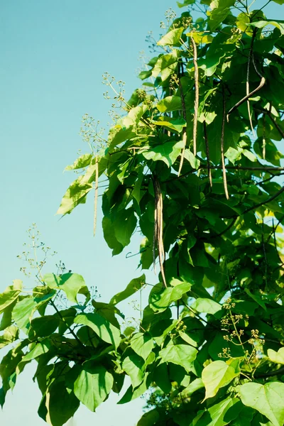 stock image Husks of Indian bean tree