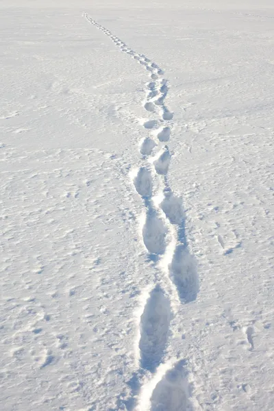 Людські сліди на снігу — стокове фото