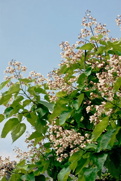 Flowers of Indian bean tree — Stock Photo, Image