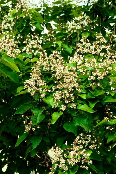 Bloemen van Indische bean boom — Stockfoto