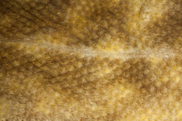 Крупный план кожи Burbot (Lota lota) — стоковое фото
