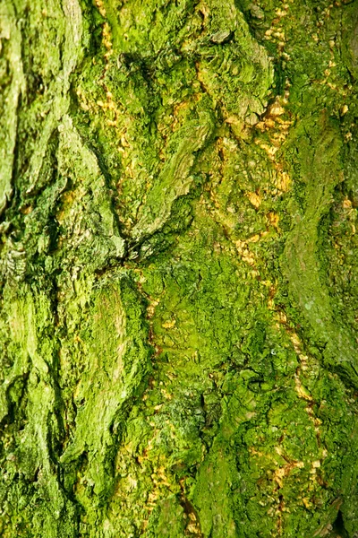 Фон коры дерева гинкго — стоковое фото