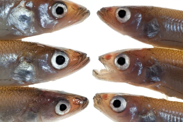 Anordnung kleiner Fische (Schmelzen) 1 — Stockfoto