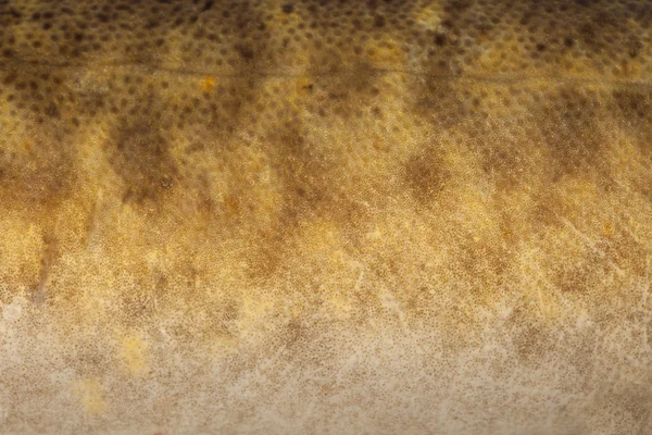 Burbot (Lota lota) skin close-up — Stock Photo, Image