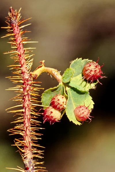Galle spinose su foglie di rosa selvatica — Foto Stock