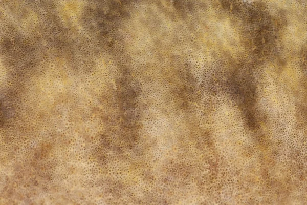 Burbot (Lota lota) primer plano de la piel — Foto de Stock
