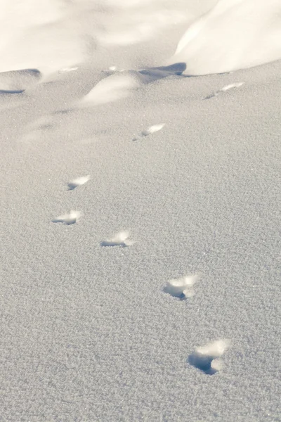 Raquetas de nieve pistas liebre en la nieve — Foto de Stock