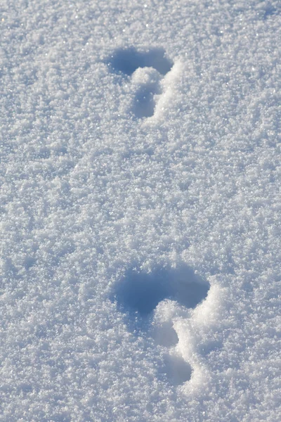 Schneeschuhhasenspuren im Schnee — Stockfoto