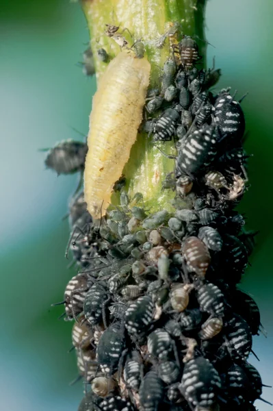 Larva-mosca alimentando-se de pulgões — Fotografia de Stock