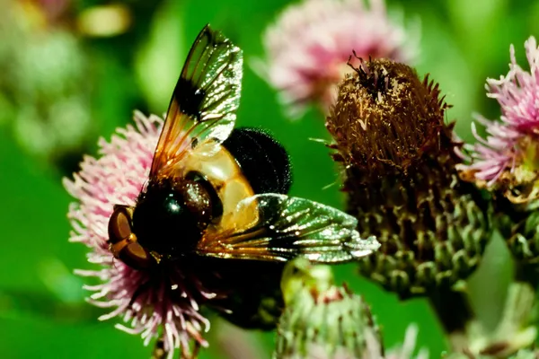 Hoverfly en flor de cardo —  Fotos de Stock