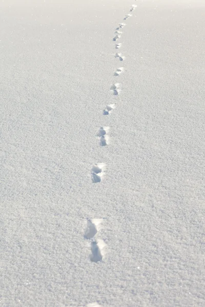Coyote tracks in the snow — Stock Photo, Image
