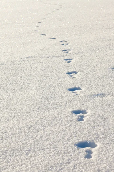 雪の中でスノーシューのノウサギを追跡します。 — ストック写真