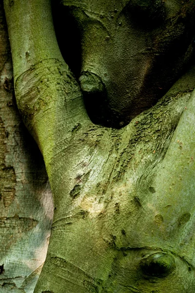 Hugging beech trees — Stock Photo, Image