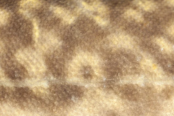 Burbot (Lota lota) skin close-up — Stock Photo, Image