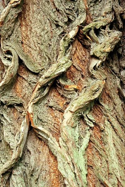 Background of bark of White Willow — Stock Photo, Image