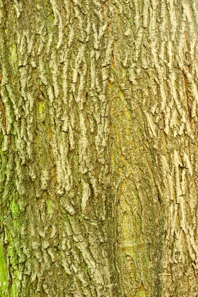 挪威槭树的树皮的背景 — 图库照片