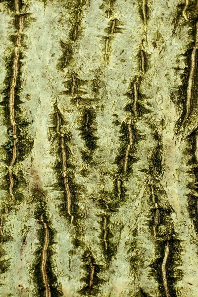 Background of bark of Common walnut — Stock Photo, Image