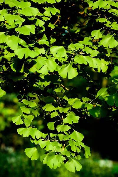 Blätter des Ginkgo biloba Baumes Stockfoto