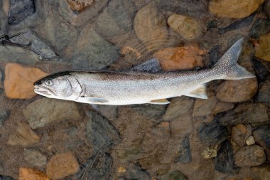 Göl alabalığı (Salvelinus namaycush)