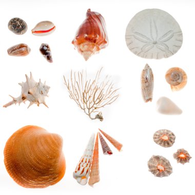 Beach findings clipart