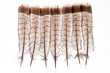 Feathers isolated on white clipart