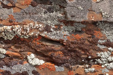 Rock Lichens Background Pattern clipart