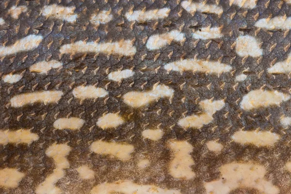 Haut von Hecht (Esox lucius) aus nächster Nähe — Stockfoto